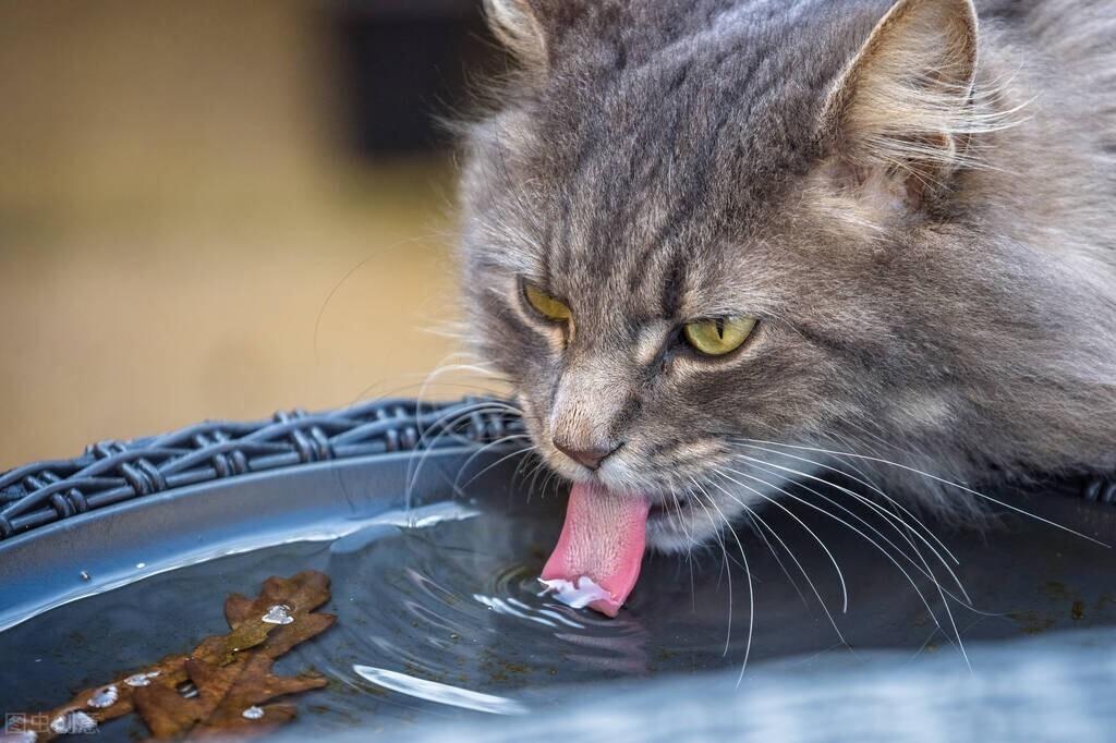 猫的体温正常是多少度？（了解宠物身体健康的必备知识）