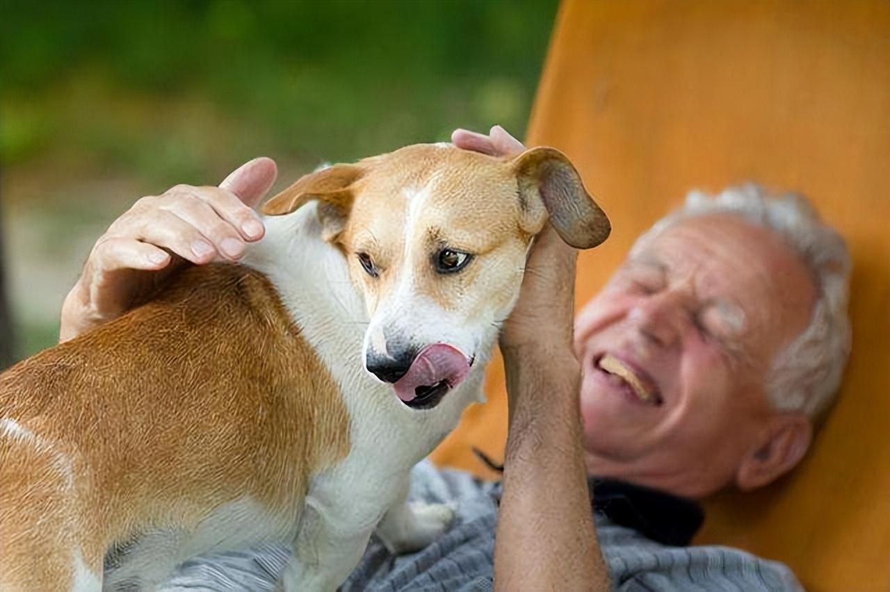 拉布拉多幼犬价格多少钱一只，又便宜养起来又不费钱的狗