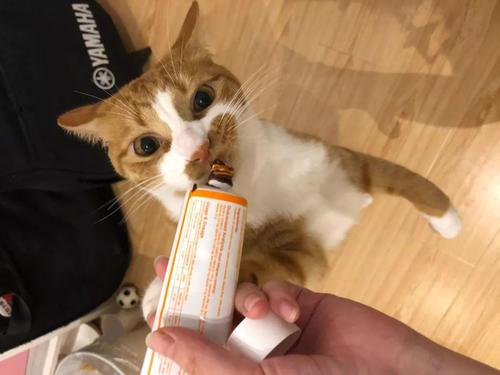 英短猫吃什么胖的最快的猫粮,英短吃啥长胖,猫猫增肥喂什么