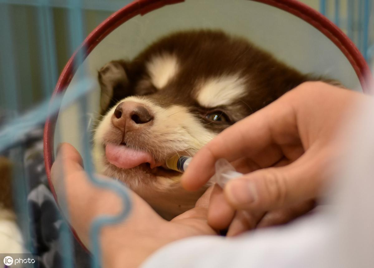 幼犬可以直接喝庆大霉素吗，庆大霉素治疗狗狗什么病