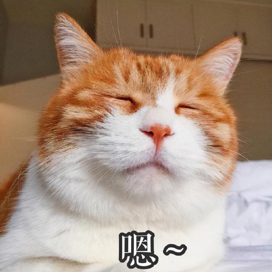 猫咪吃蛋黄有什么好处,猫咪不吃蛋黄怎么办（喂蛋黄对猫咪有哪些好处）