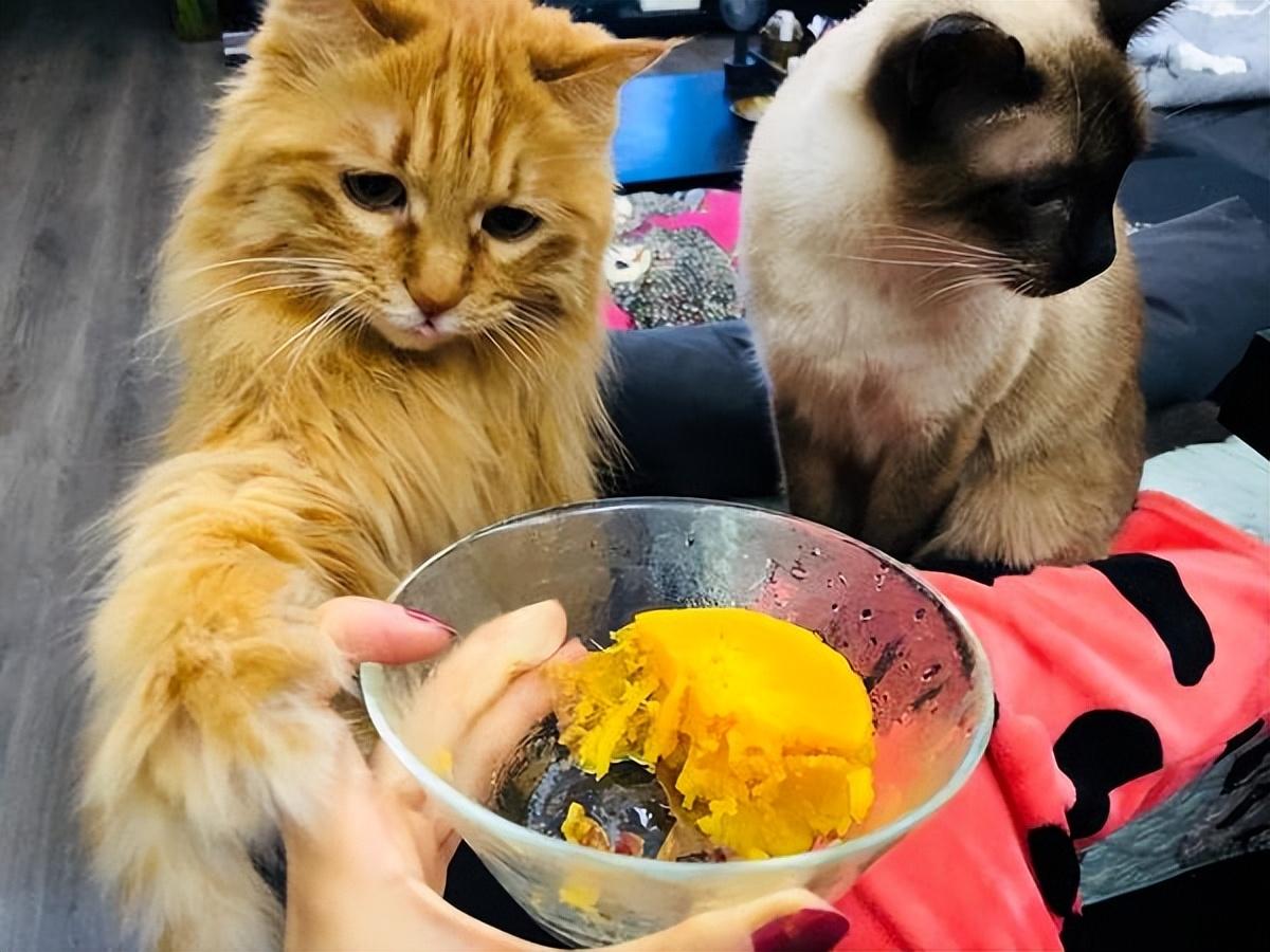 香瓜能否成为猫咪的美食？（探讨香瓜对猫咪的影响）