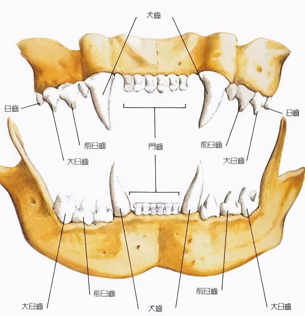 猫咪牙齿年龄图解（了解猫牙齿生长的阶段和周期）
