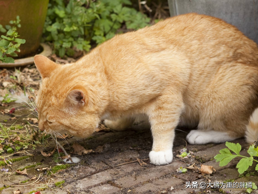 猫吐褐色呕吐物像屎一样，反刍吐出来的是什么，猫咪呕吐有几种原因