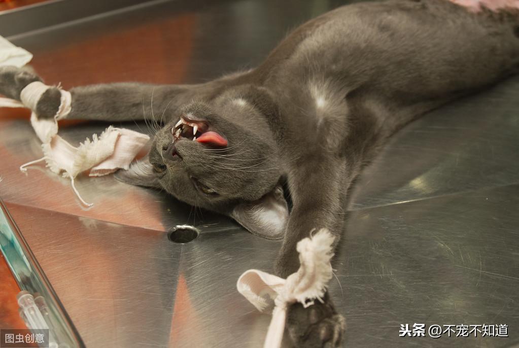 猫知道自己被绝育了吗：揭秘猫咪绝育后的神秘行为（别让你的猫处于无知状态）