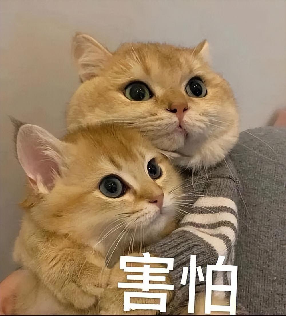 猫怕什么动物猫的天敌,怕什么声音（让宠物远离威胁）