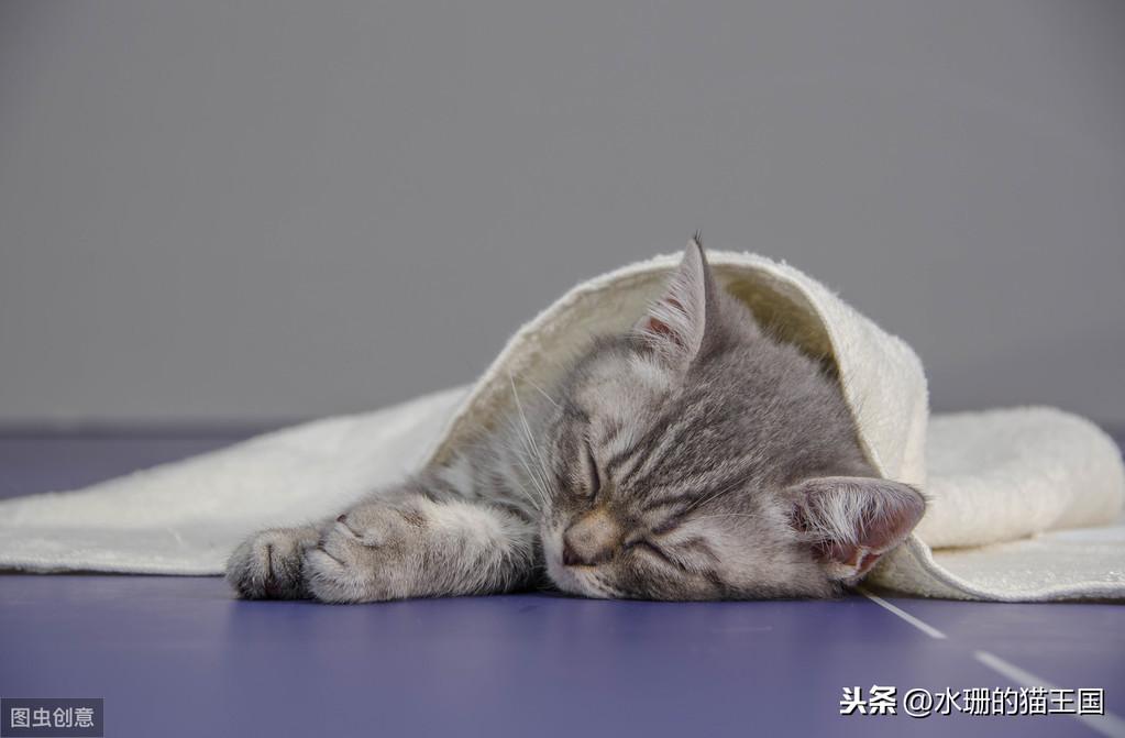 芍药是否对猫咪有毒？（告诉您猫咪生活中可能潜藏的不安全因素）