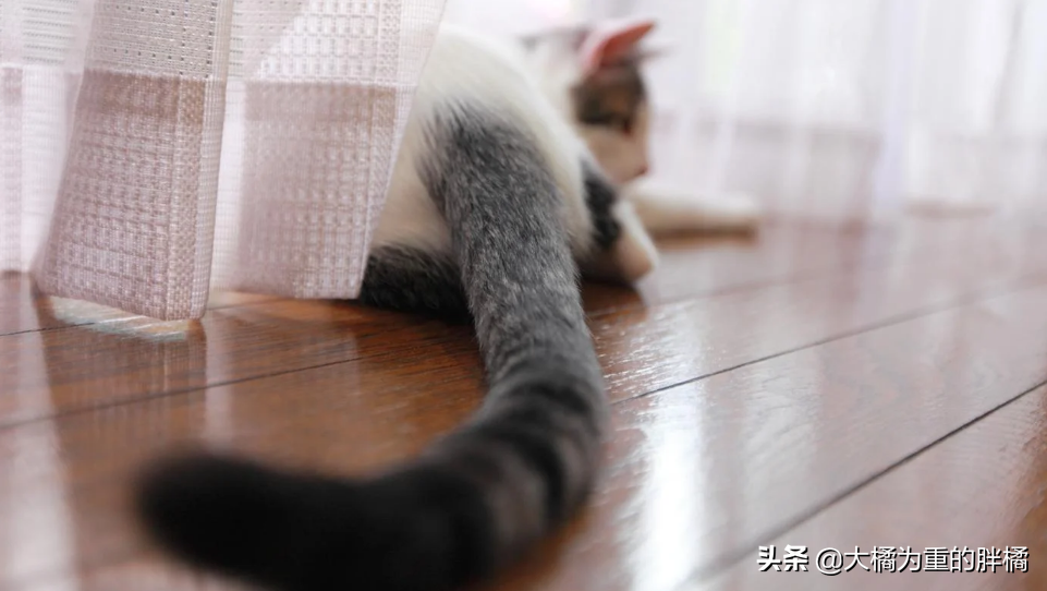 猫咪为什么会摇尾巴？深入探讨摇尾巴的意义和原因