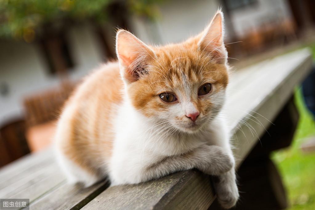 小猫第一针疫苗什么时候打,第一针疫苗是什么（小猫疫苗接种计划和注意事项）