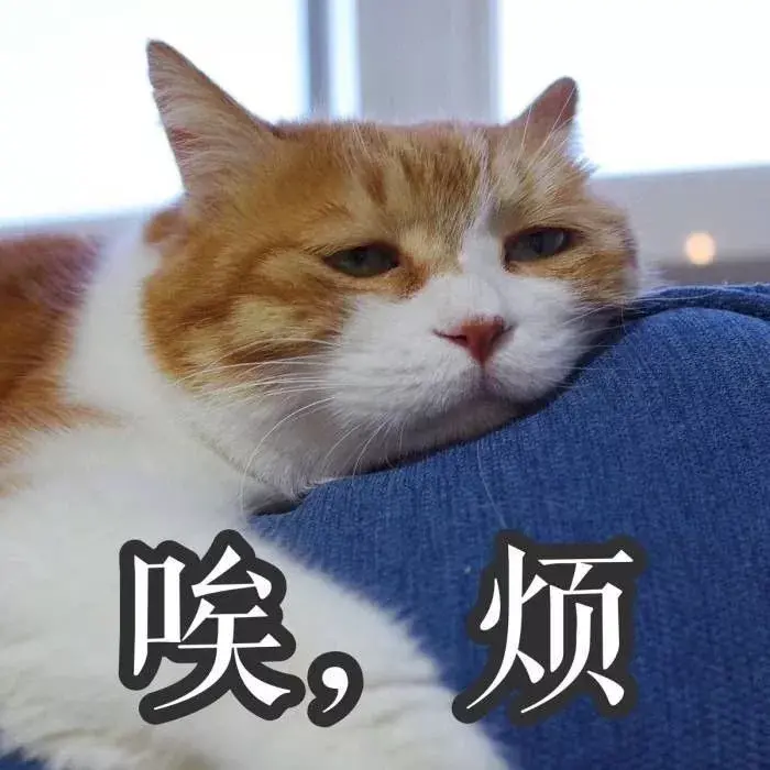 橘猫是什么品种,是宠物猫吗,橘猫为什么不建议养