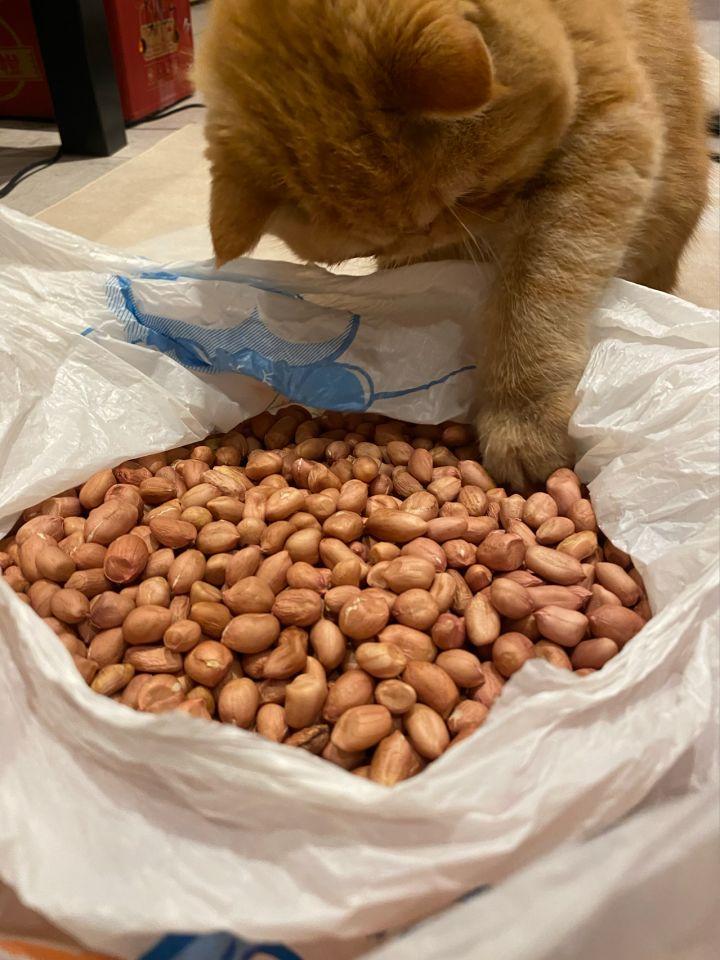 猫可以吃生花生吗有营养吗（了解宠物对坚果类食品的耐受性）