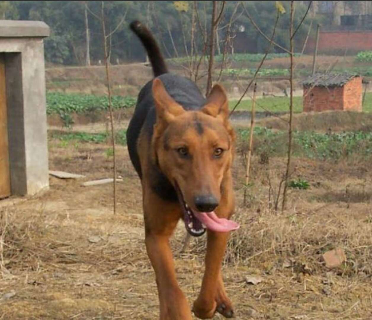 虎皮犬是什么犬种的幼犬,哪些狗快灭绝了