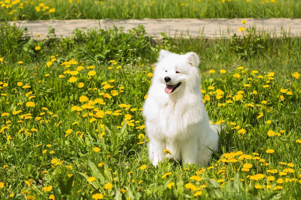 罗威纳犬市场价多少钱一只,买狗需要注意哪些问题,靓宠国际名犬