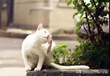 猫耳朵里的黑色脏东西是什么?（解答猫耳朵内的黑色物质是什么）