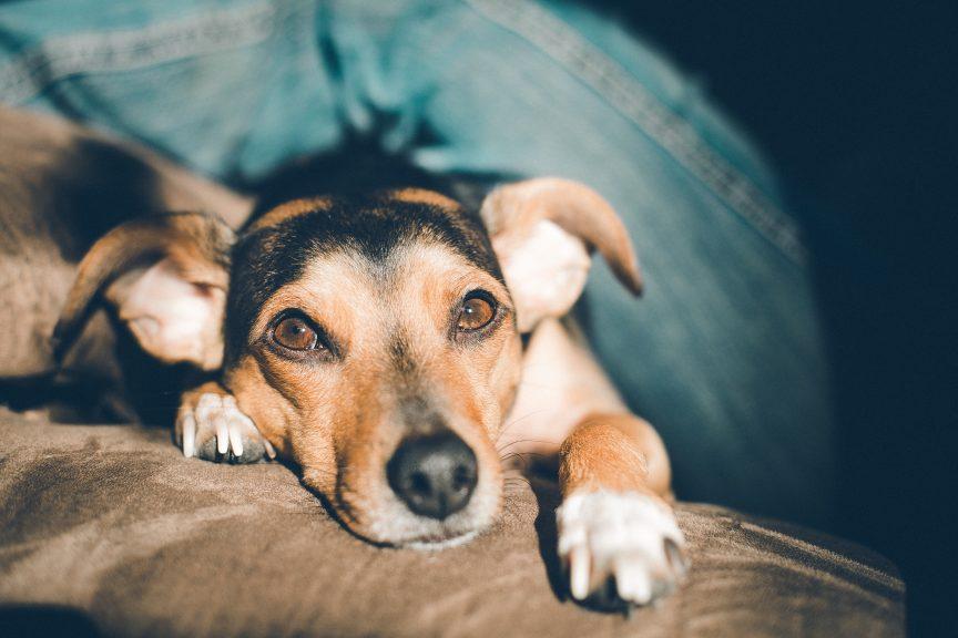 大狗窝咳会有危险吗，犬窝咳能自愈吗，打什么针好