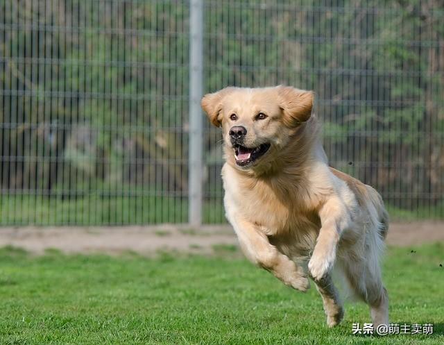 狗咳嗽像是卡干呕是什么原因,像卡了东西怎么办,要吐还吐不出来