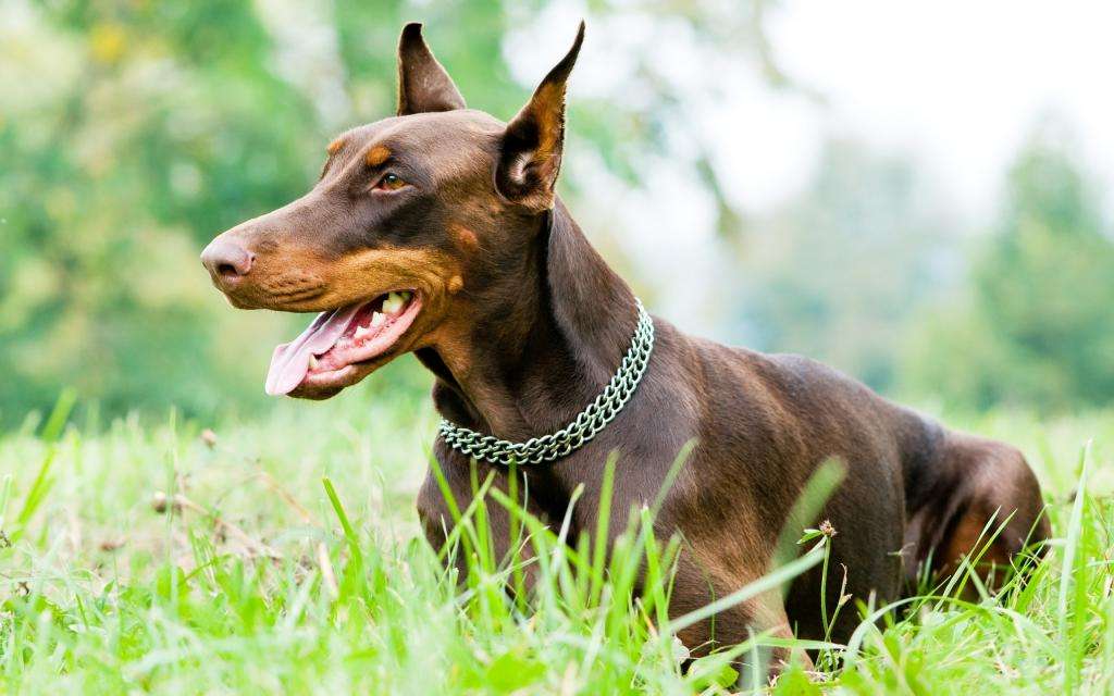 短毛犬有哪些品种,好打理的狗狗小型犬（了解不同种类的短毛犬）