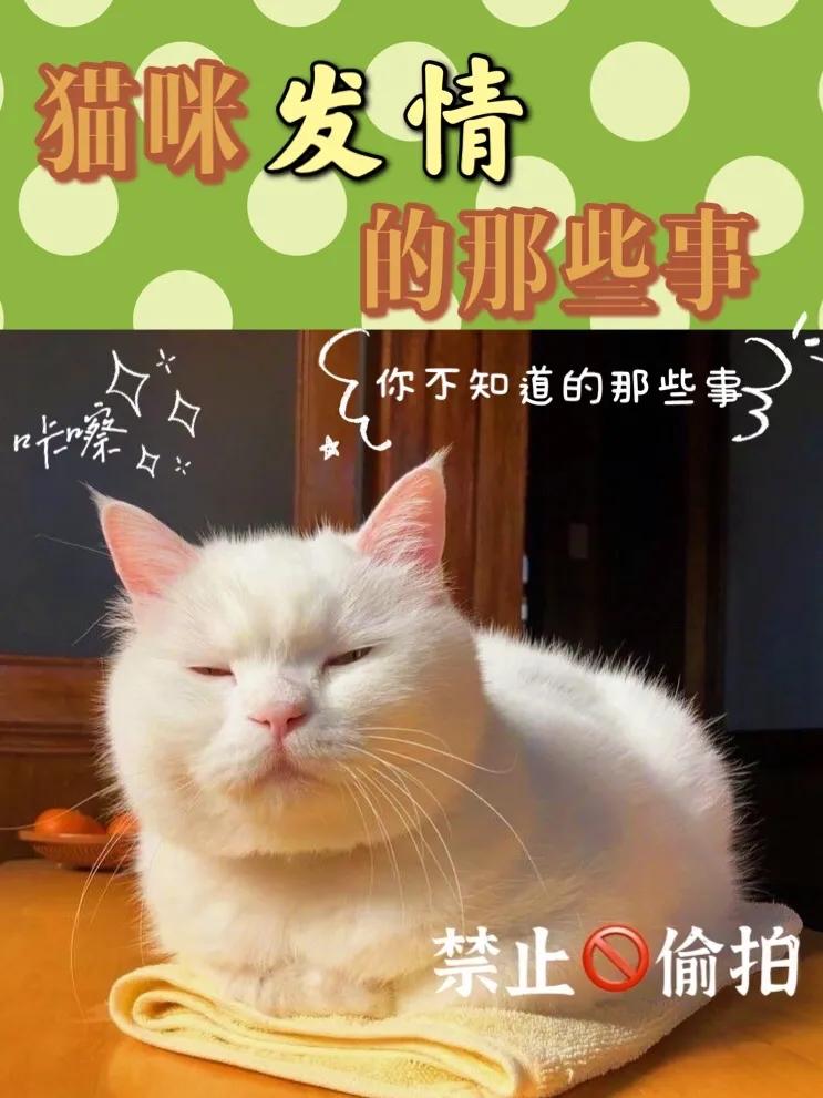 母猫多久发情一次,大概多大来例假（母猫生理期和行为变化）