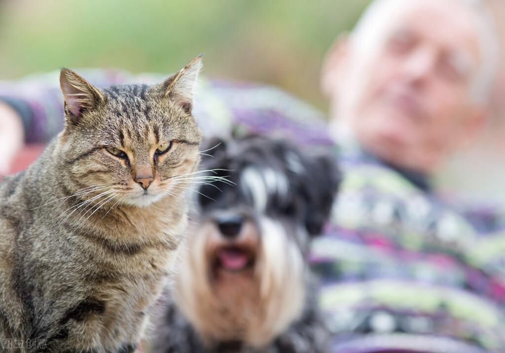 猫三个月相当于人多大,多少斤正常（你养的猫咪相当于人类哪个年龄段？）