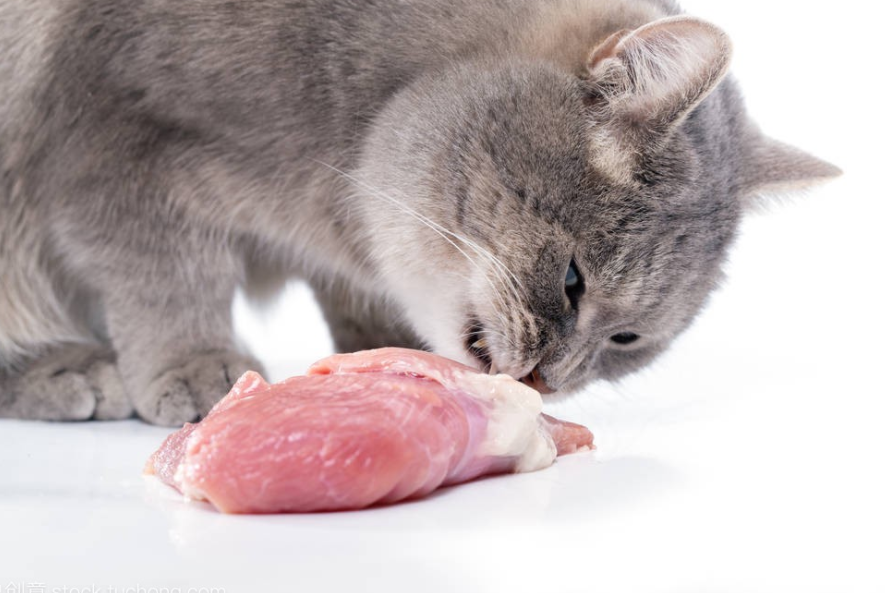 幼猫可以吃西瓜吗为什么(常见食品中哪些适合猫咪饮食)