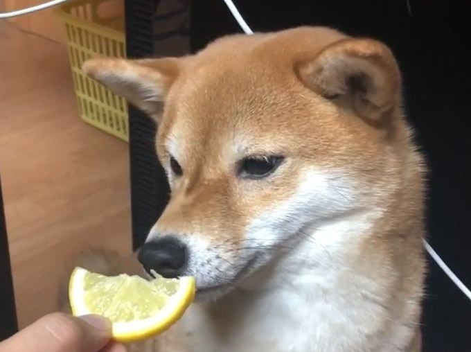 狗狗拉稀但是精神很好食欲也很好,柴犬拉稀但精神状态很好是怎么回事