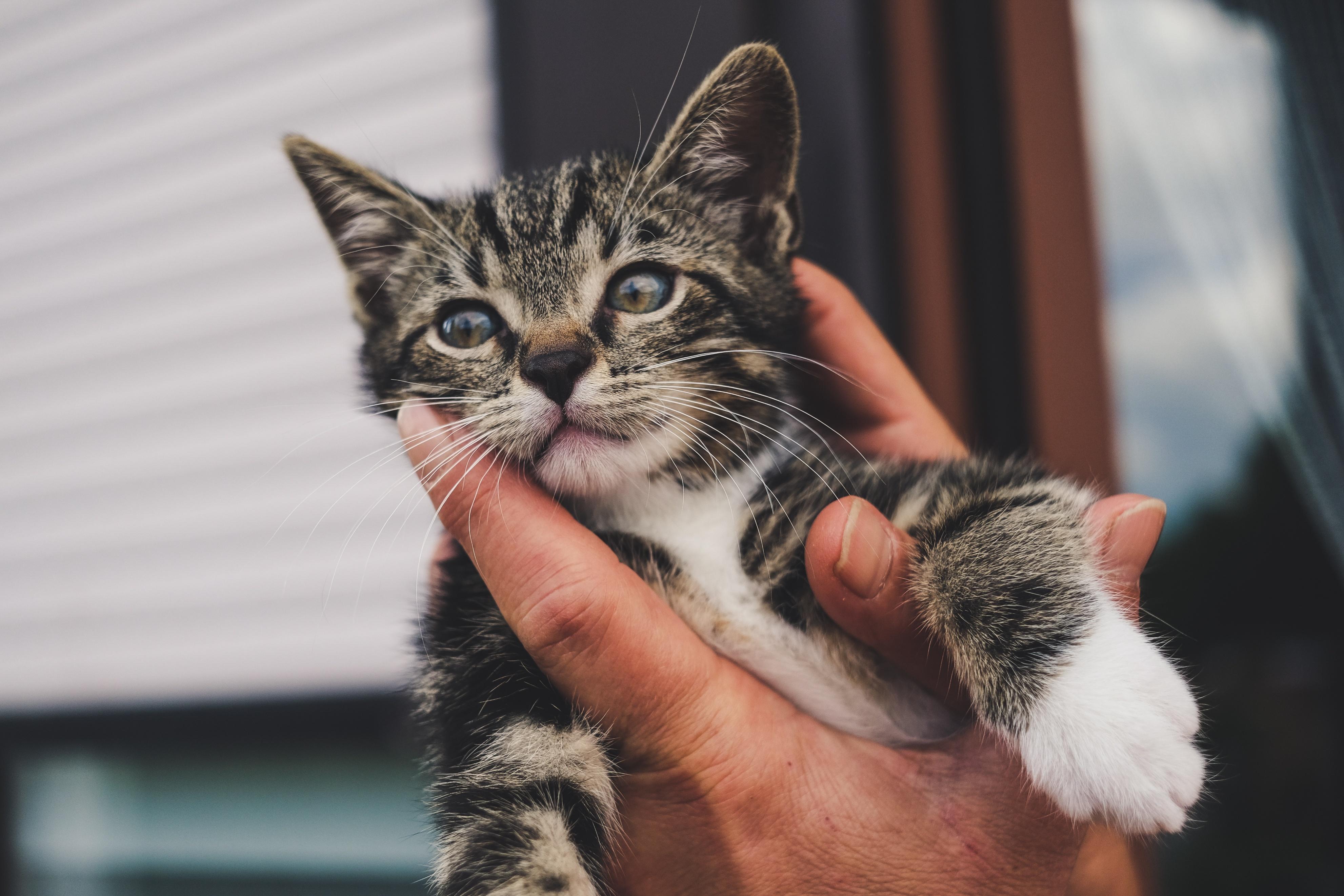 猫眼屎多怎么办,怎么弄干净（掌握猫眼屎多的常见原因和处理方法）