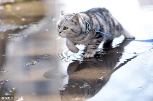 猫咪几个月可以洗澡,几个月洗一次澡比较正常,多久洗一次澡比较好