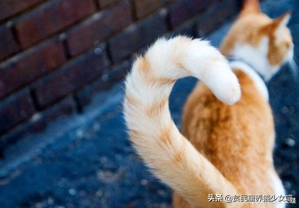 猫咪摇尾巴是什么意思？看看猫咪脑袋的动作（猫咪行为解析）