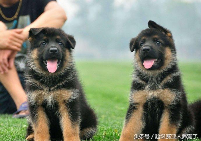 德国牧羊犬怎么训练成警犬,德国牧羊犬训练口令详细教程