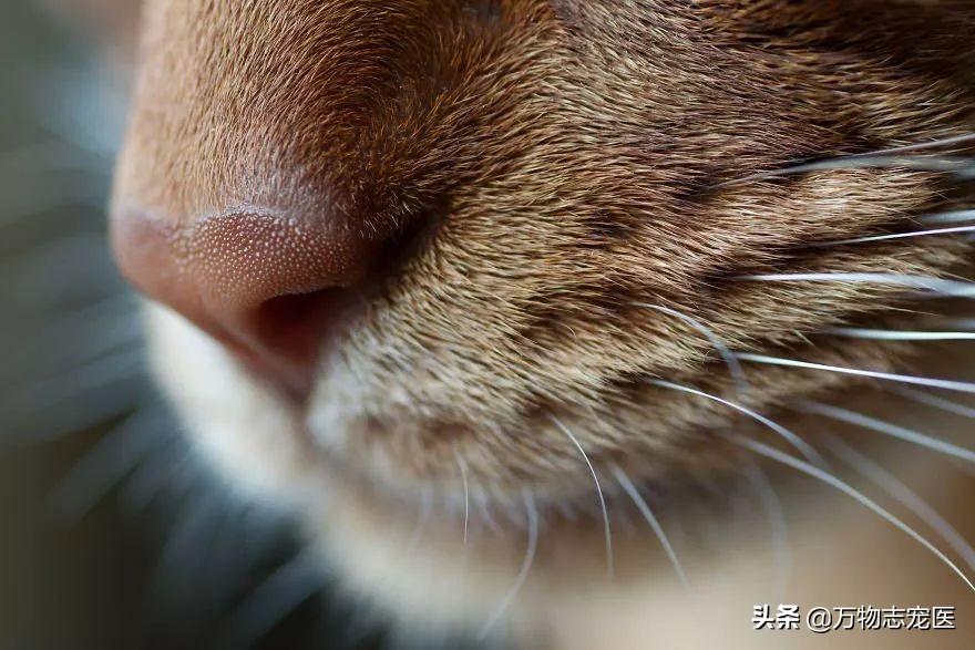 皮堡斯小猫多少钱一只,关于猫咪的100个冷知识