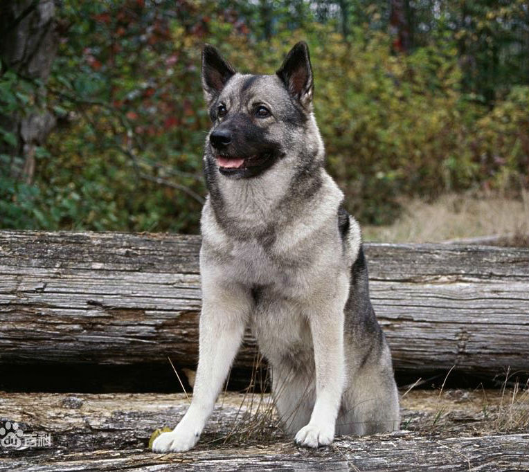 名犬大全 品种及图片及名字,100多种名犬排行榜