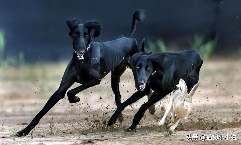 细狗什么品种最好养活，纯种山东细犬图片