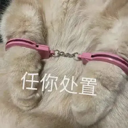 橘白猫是什么品种图片，一般多少钱一只，橘猫为啥特别亲人