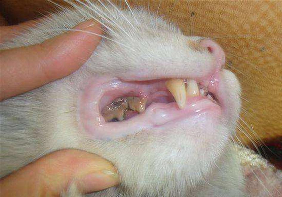 猫嘴里流粘液且臭是什么病,怎么处理,能自愈吗,得了口炎能活多久