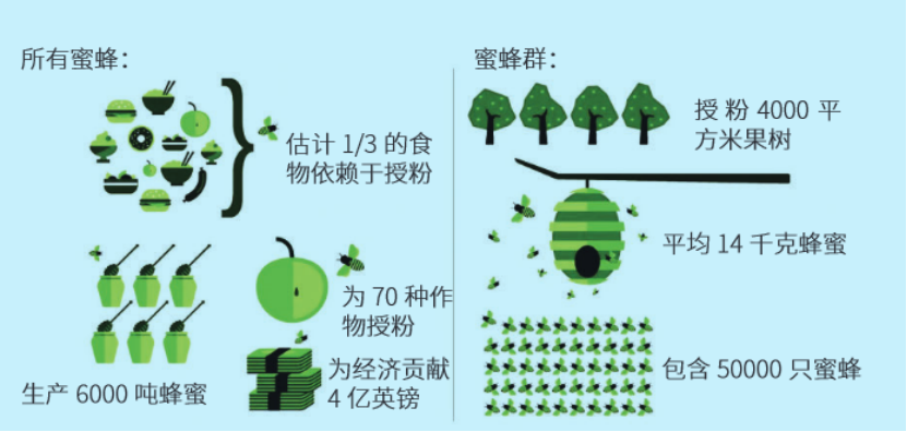 普通土蜜蜂寿命多少天啊,蜂王一般是多久,消失了为什么人只能活4年