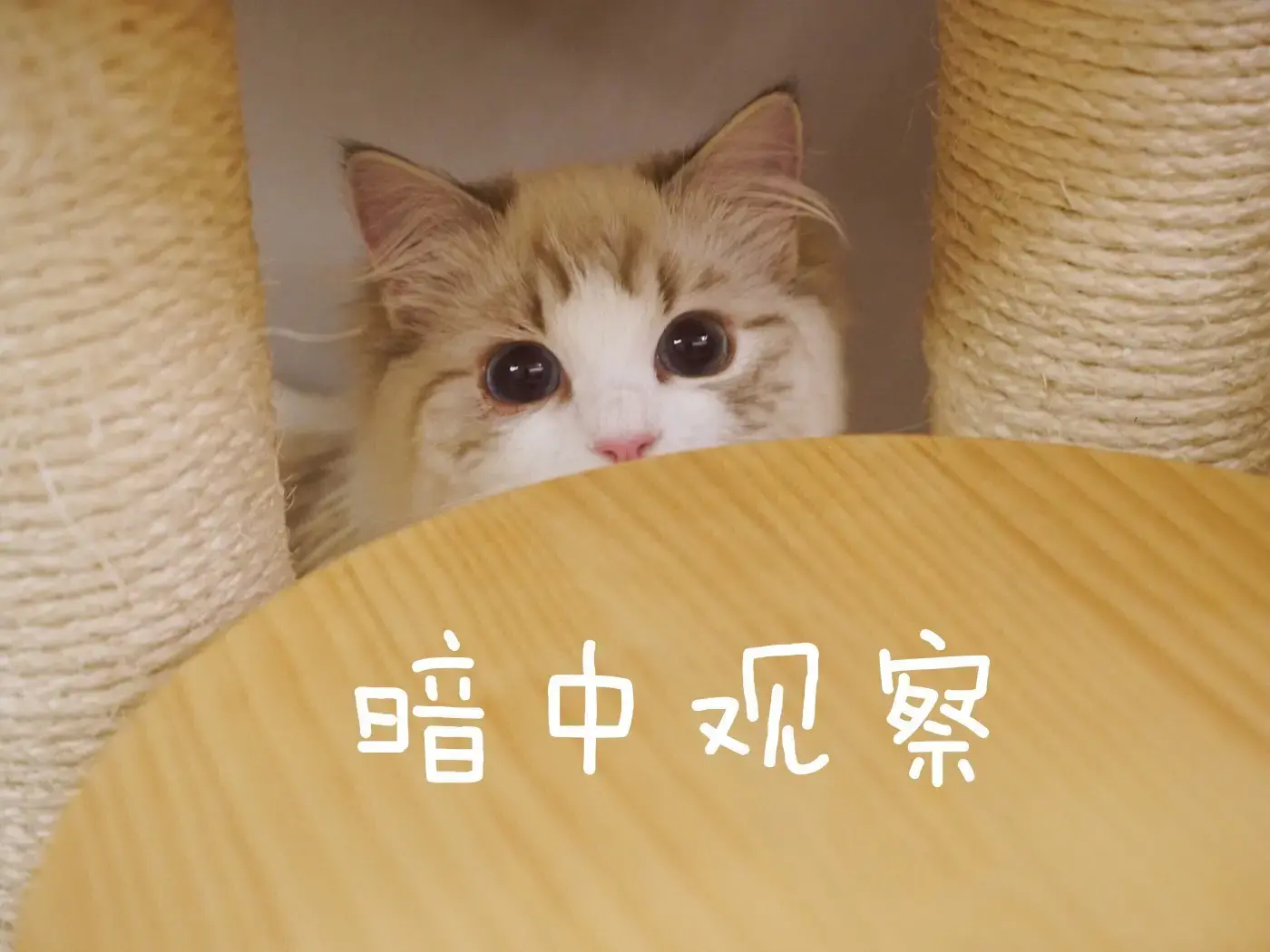 强迫猫咪做某些事会带来什么后果？（了解猫咪教育方法）