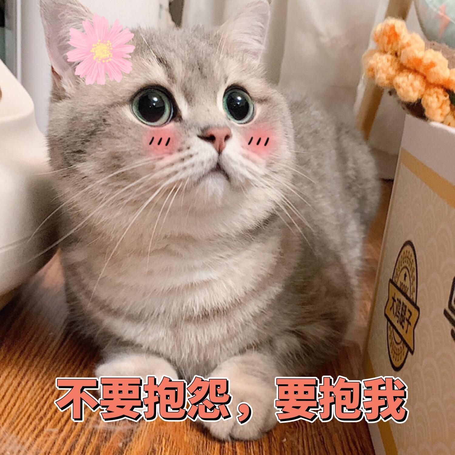 狸花猫寿命,千万不能养为什么（狸花猫咪的平均寿命预计多少岁）