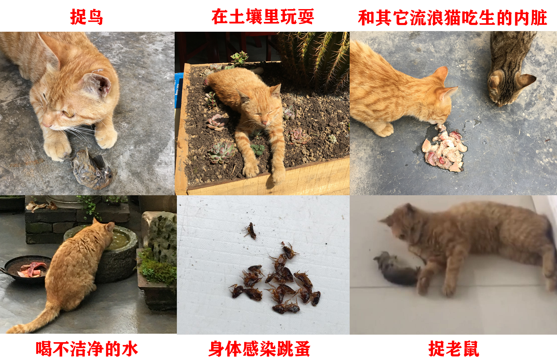 布偶猫可以吃生猪肝吗,一天可以吃多少猪肝,能吃煮熟的猪肝吗