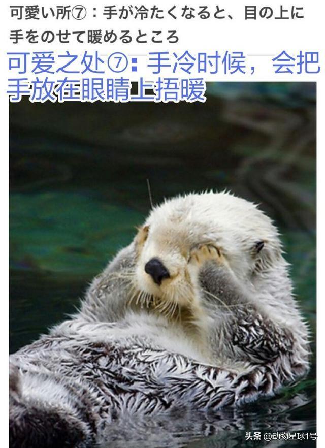 海獭可以当宠物吗为什么，饲养海獭犯法吗