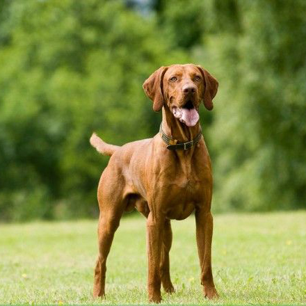 名犬大全 品种及图片及名字,100多种名犬排行榜