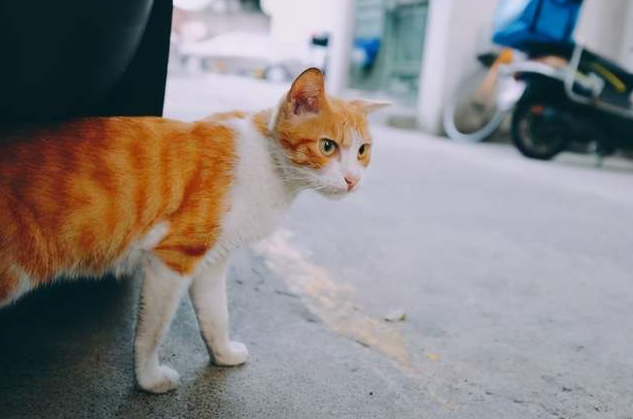 小区猫丢了怎样把猫引出来,如何快速找回,有没有什么偏门找到