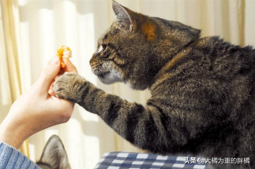 猫吐褐色呕吐物像屎一样，反刍吐出来的是什么，猫咪呕吐有几种原因