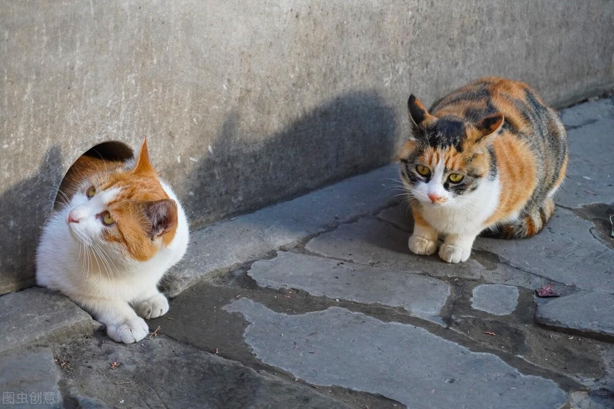 三花猫为什么招财，为什么都是母的呢（了解猫咪文化历史）