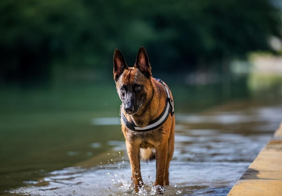 马犬为什么不能打,马犬被打会报复主人吗（指导饲养者正确呵护马犬）