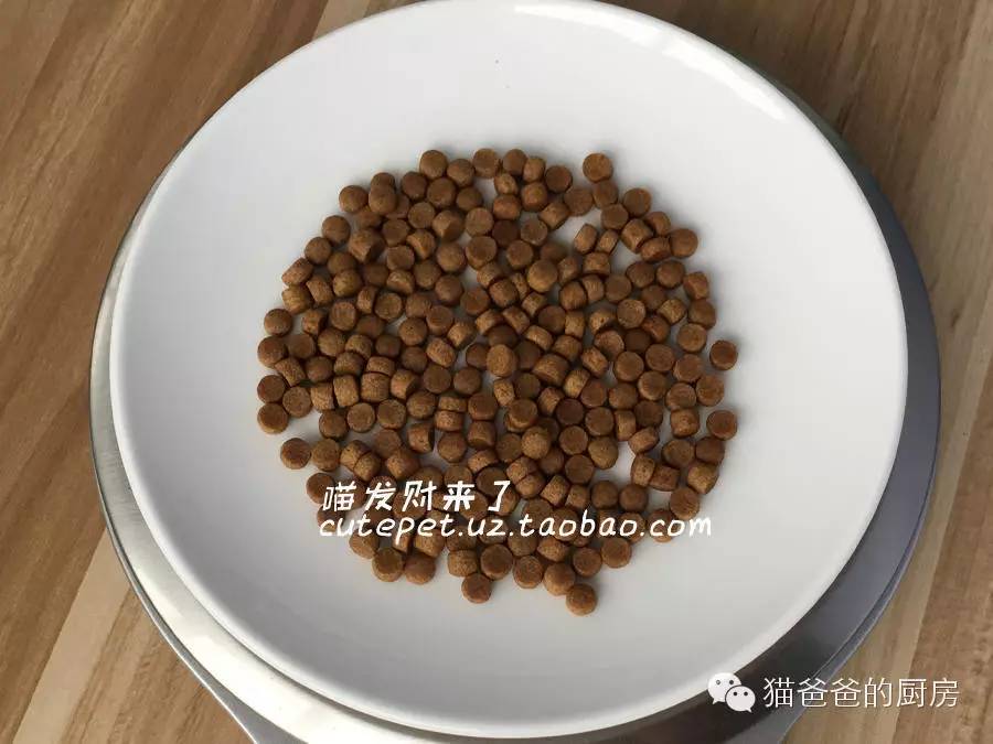 如何让小猫从奶瓶改吃碗？如何教猫用奶瓶（细节决定成功！）