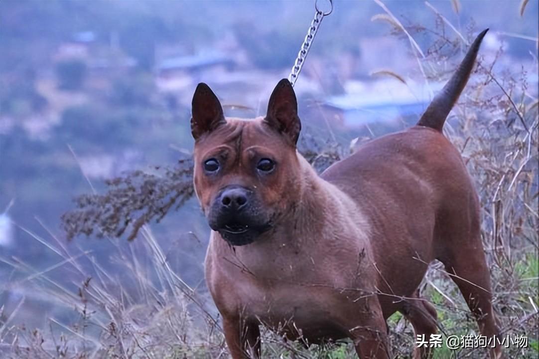 抓兔子的狗叫什么名字和图片,猎犬之王是什么犬种