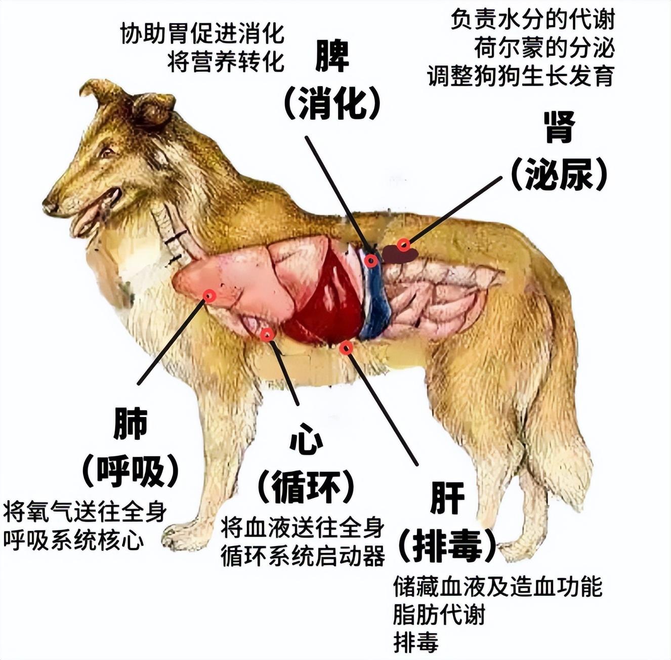 狗能吃吃香菇饺子吗,为什么不能吃,对狗狗有益的食物有哪些