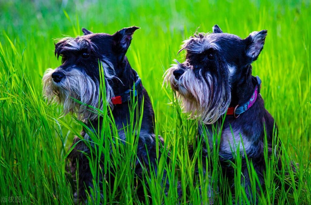 罗威纳犬市场价多少钱一只,买狗需要注意哪些问题,靓宠国际名犬