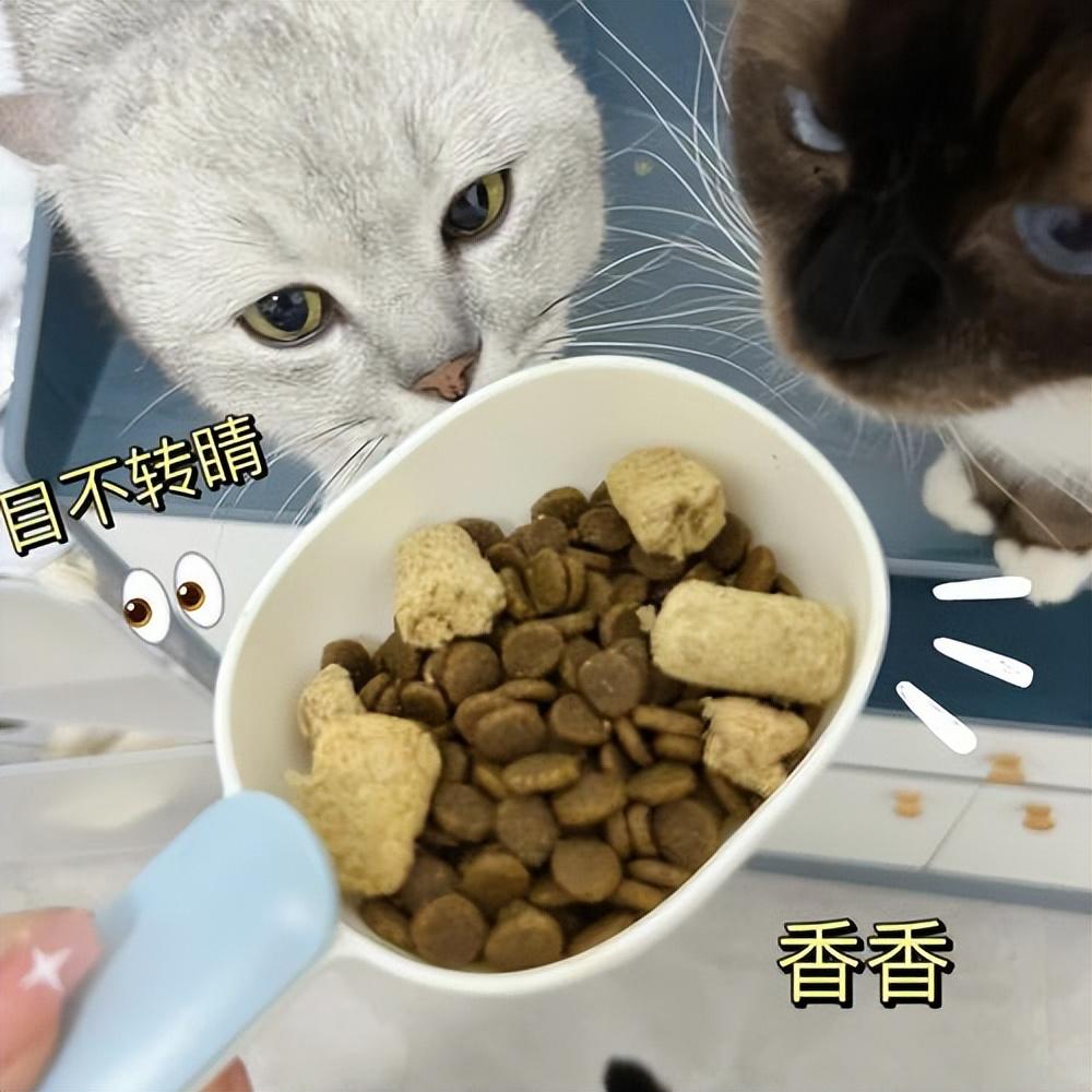 猫的报恩之道有哪些？（了解猫咪行为心理学）