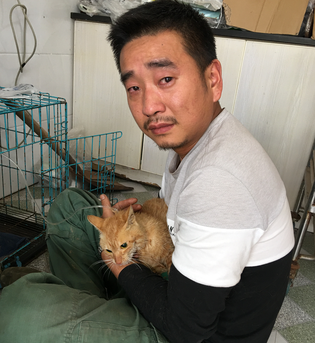 布偶猫可以吃生猪肝吗,一天可以吃多少猪肝,能吃煮熟的猪肝吗